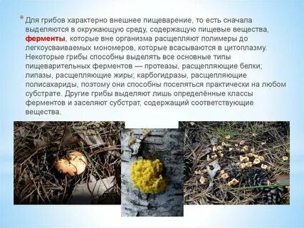 Грибы среда