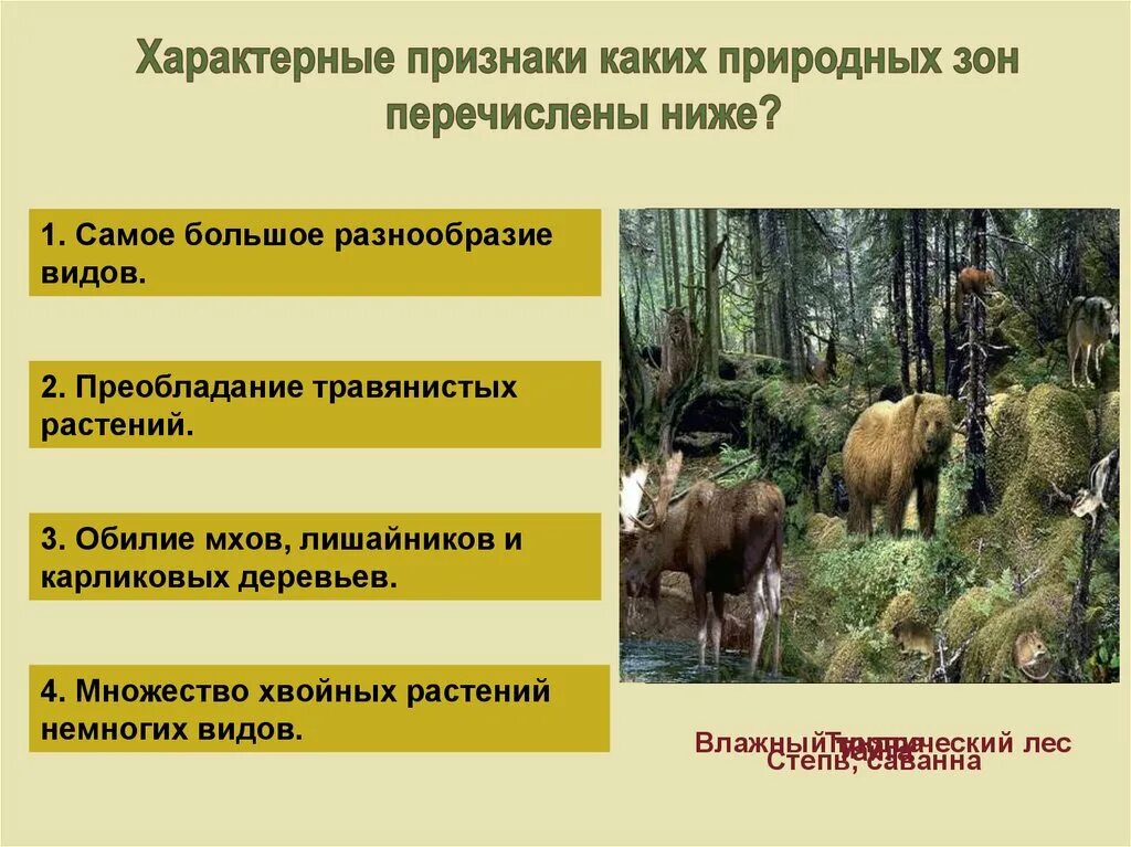 Разнообразие природных зон. Природные зоны видовое разнообразие. Характерные черты природных зон