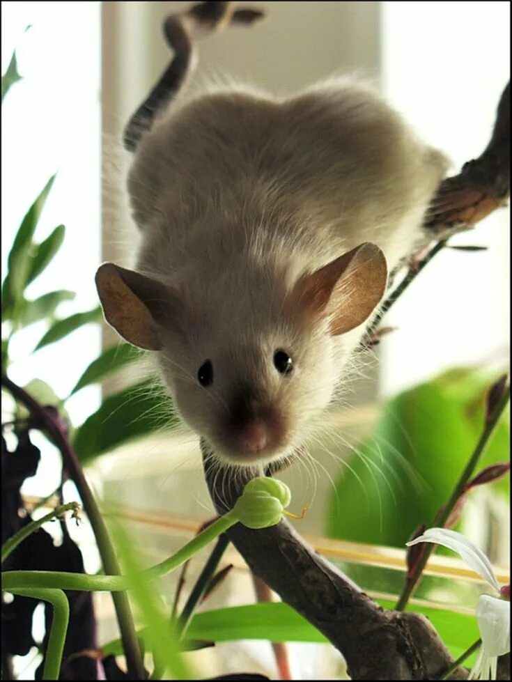 Милые мышки. Красивая мышка. Мышка животное красивая. Красивый мышонок. Мышь мило