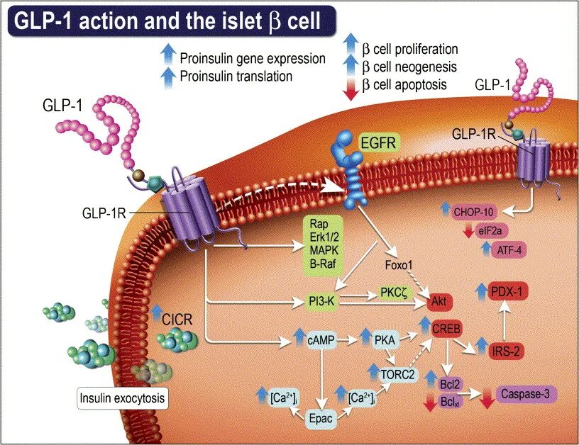 Glp-1 receptor agonists. Glp jdc1. Glp 1 mechanism. Glp1 антагонисты. Glp knv.
