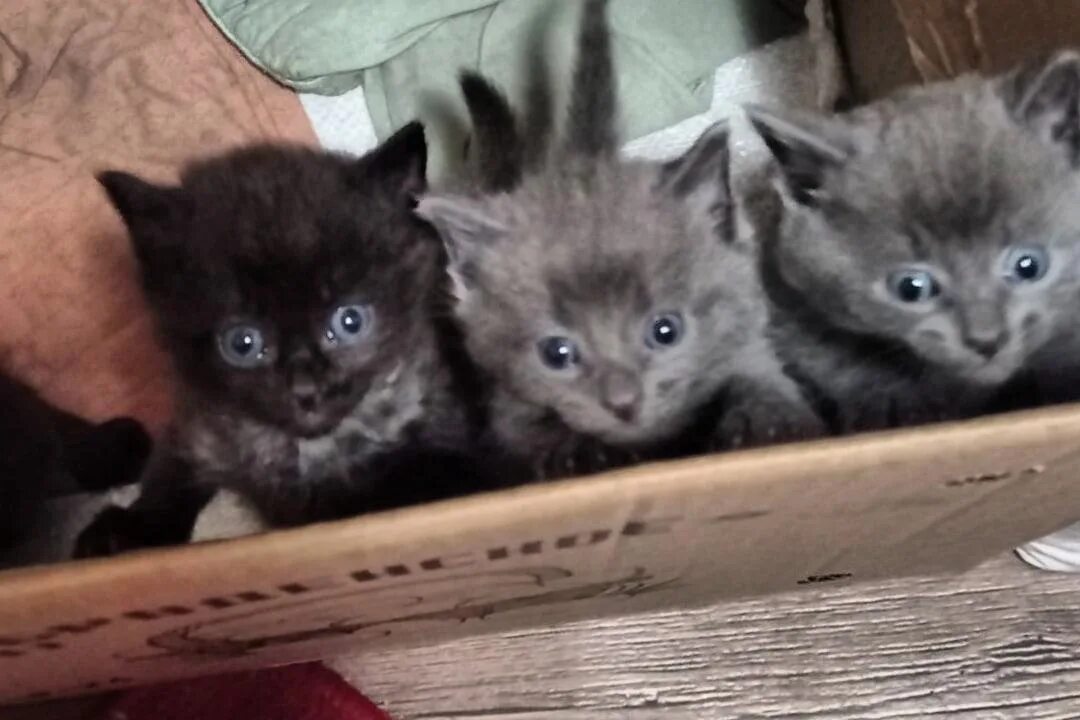 Котята в добрые руки в энгельсе. Котята в добрые руки в энгельсе