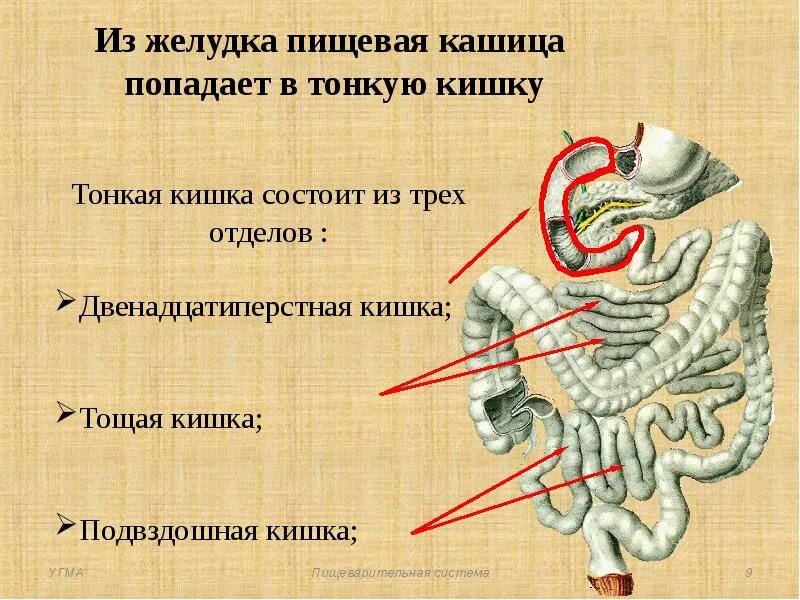 Какова функция тонкого кишечника. Тонкая кишка состоит из трех отделов. Три отдела тонкого кишечника. Тонкая кишка состоит из 3 отделов.