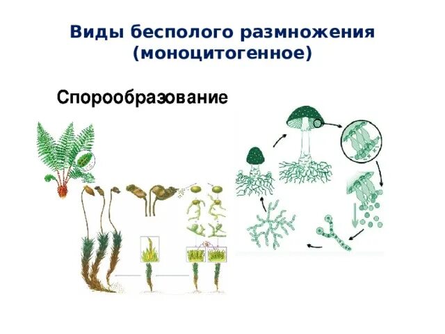 Что такое размножение спорами. Спорообразование размножение. Спорообразование бесполое. Бесполое размножение спорообразование рисунок. Способы бесполого размножения спорообразование.