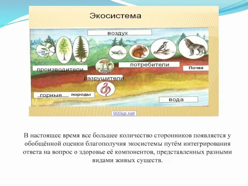 Описание любой экосистемы. Экосистема. Производители потребители Разрушители. Модель экосистемы. Производители в экосистеме.