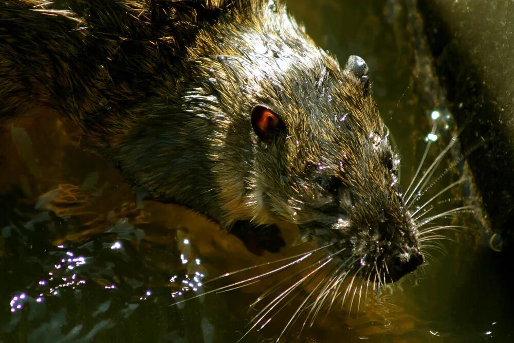 Фото водяной крысы. Водяная полёвка. Крыса полевка. Короткоухая водяная крыса. Водяная полёвка водяная крыса.