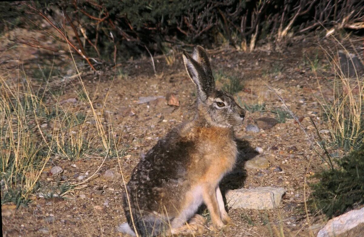 Hare of the cog