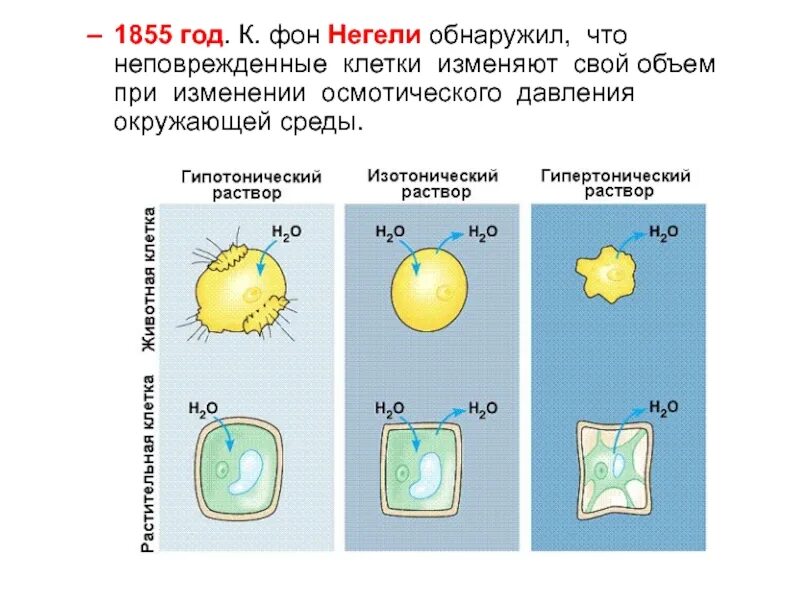 При каком состоянии клетки