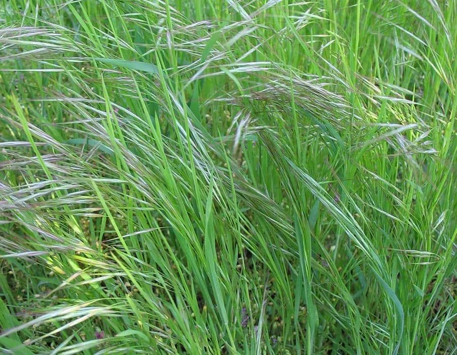 Овсюг: описание, проявление и методы борьбы Bayer Crop Science Беларусь