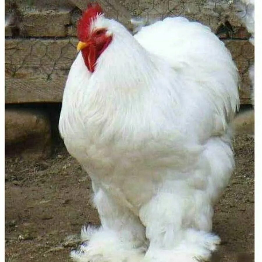 Самую тяжелую курицу. Брама кохинхин Фавероль. Куры Брама кохинхин. Цыплята кохинхин, Брама, Фавероль. Кохинхин белый.