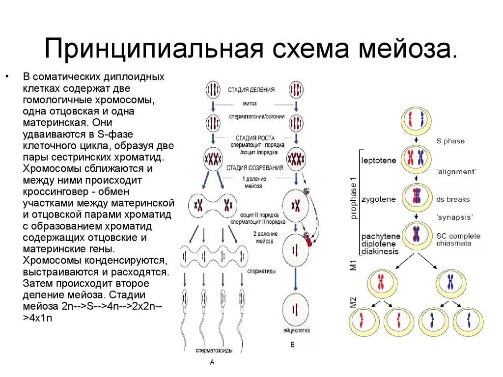 Схема процесса мейоза. Деление клетки мейоз схема. Цикл мейоза схема. Мейоз фазы деления схема. Каким номером на схеме обозначено мейотическое