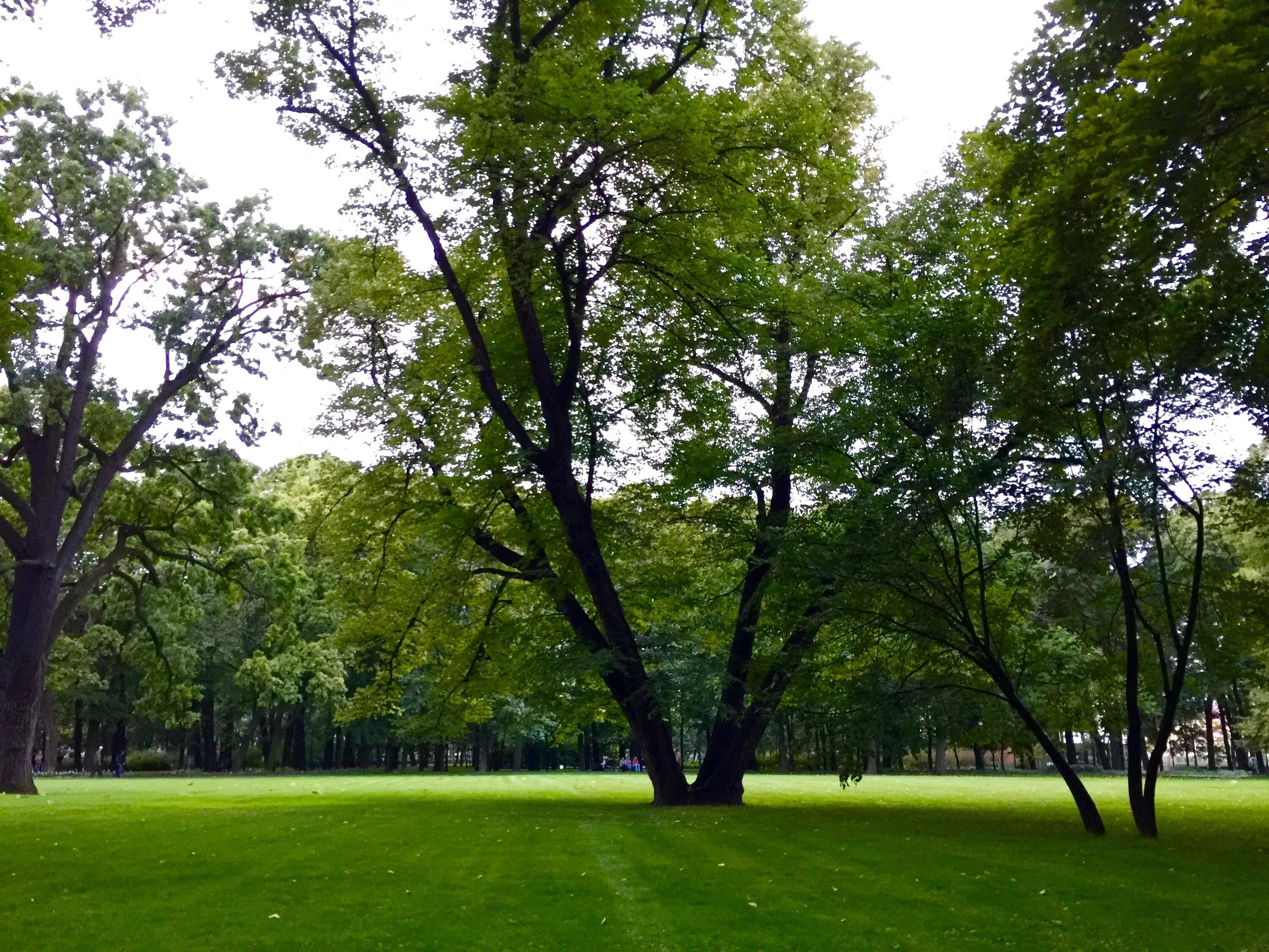There many old trees in the park