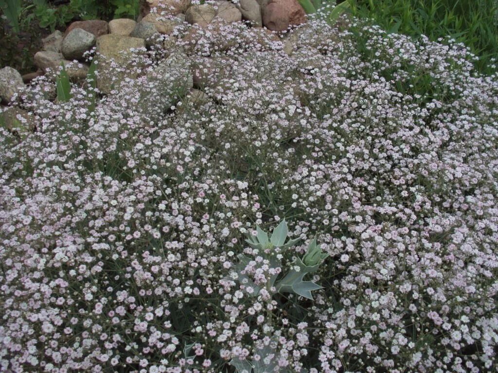 гипсофила многолетняя снежинка. гипсофила метельчатая куст. гипсофила паникулята. гипсофила в открытом грунте. гипсофила в открытом грунте.