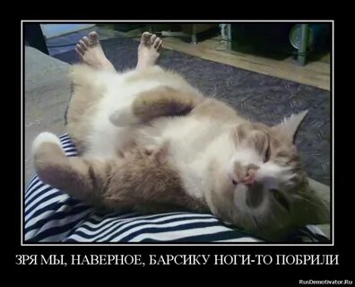 Смешные кошек до слез с надписями
