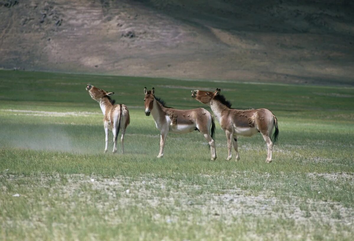 Кулан область. Тибетский Кианг. Equus Kiang. Тибетский Кулан. Заповедник Кулан Ата.
