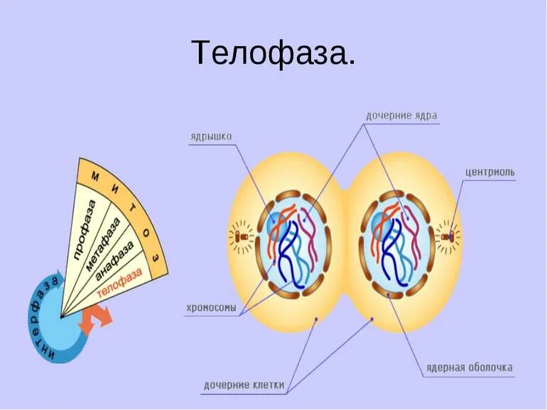 В начале телофазы митоза. Телофаза митоза. телофаза 2. телофаза строение. телофаза митоза ядро.