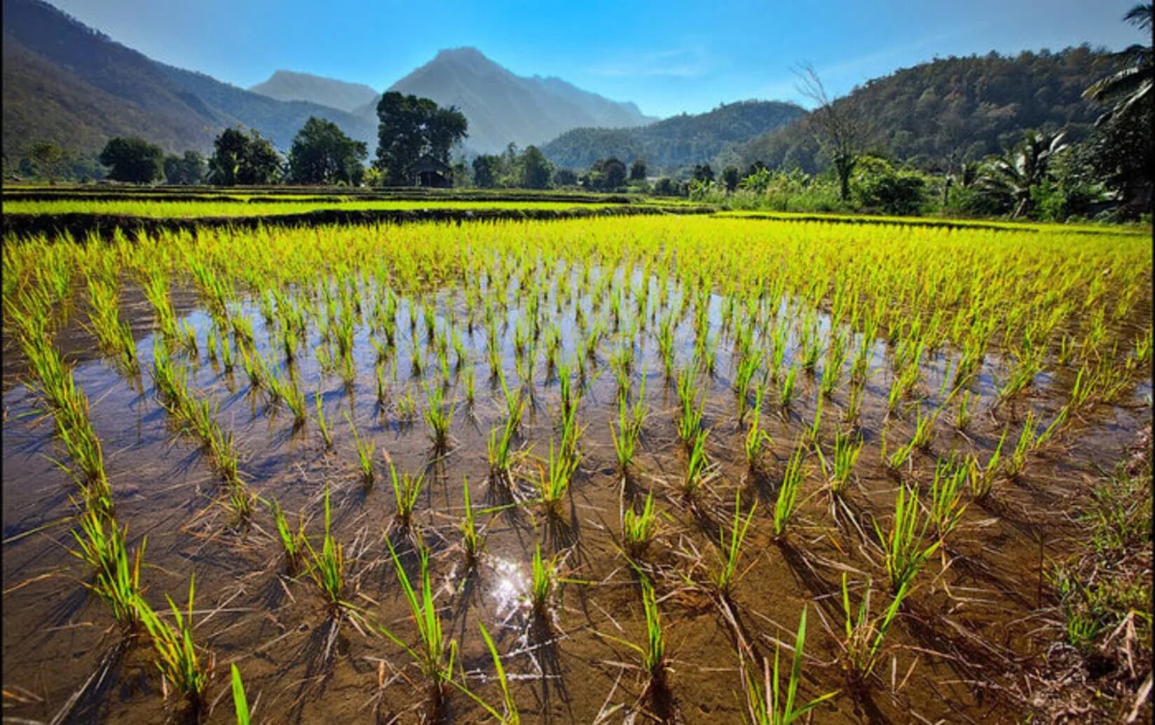 Покажи видео как выращивают. Плантации риса в Японии. Рисоводство в Китае. Плантации риса. Плантации риса в Китае.