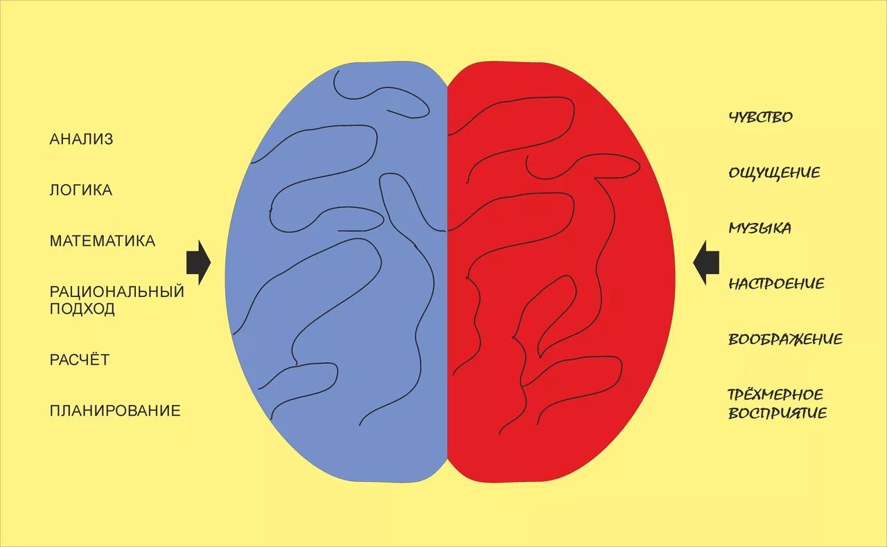 Эмоции правое и левое полушарие. Левое полушарие мозга эмоции. Левое и правое полушарие мозга. Левое полушарие мозга отвечает за эмоции.