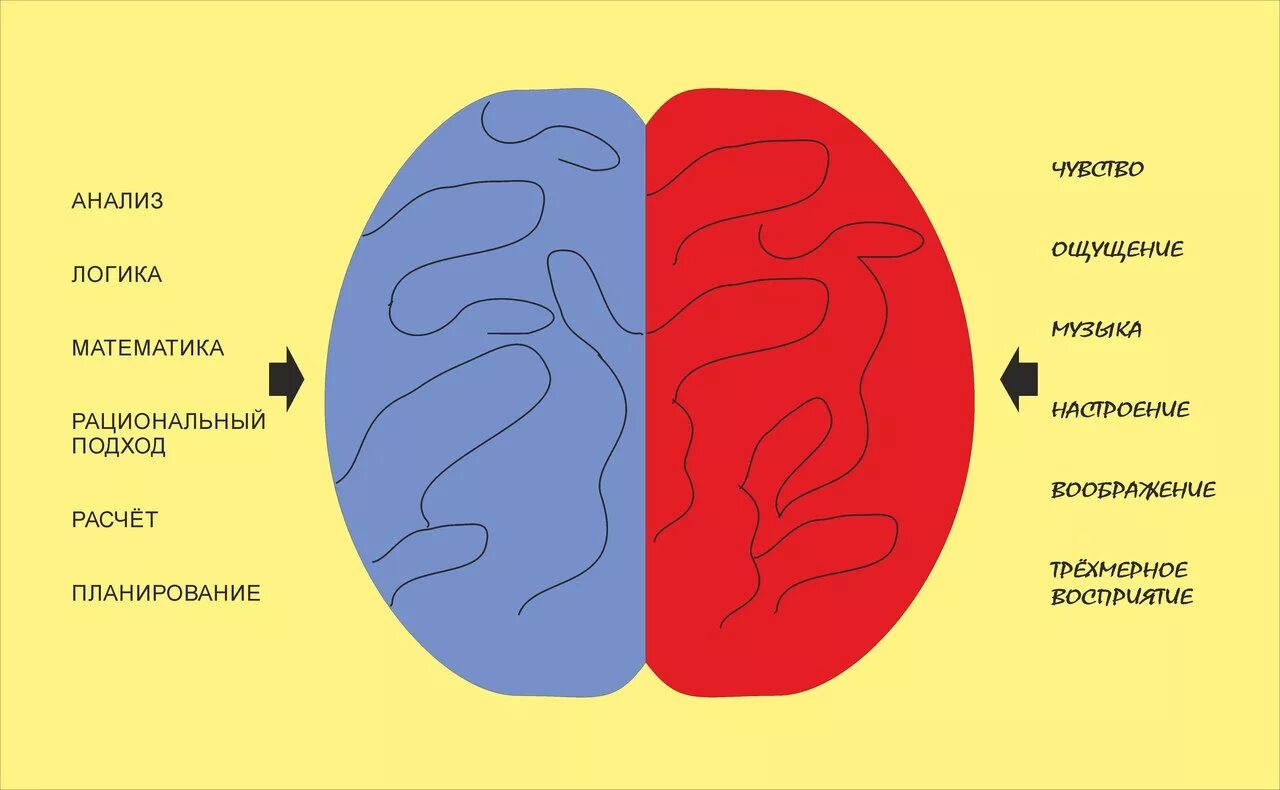 Развитие правого и левого полушарий. Эмоции правое и левое полушарие. Левое полушарие мозга эмоции. Левое и правое полушарие мозга. Левое полушарие мозга отвечает за эмоции.