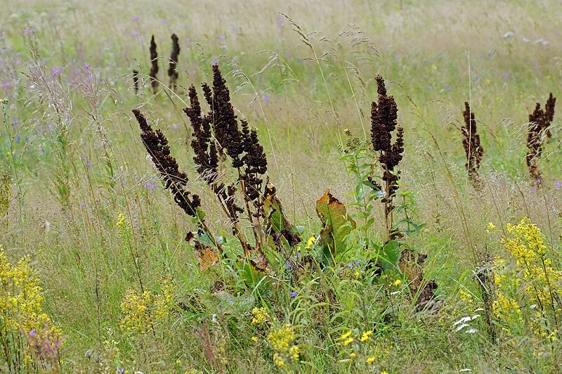 Конская трава фото Rumex confertus Image of an specimen Plantarium