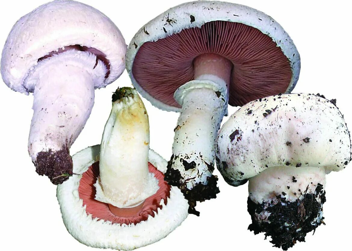 Гриб снизу. Шампиньон обыкновенный (Agaricus Campestris). Шампиньон Луговой Agaricus Campestris. Печерица, Луговой шампиньон ложные. Шампиньон обыкновенный, Печерица (Agaricus Campestris).