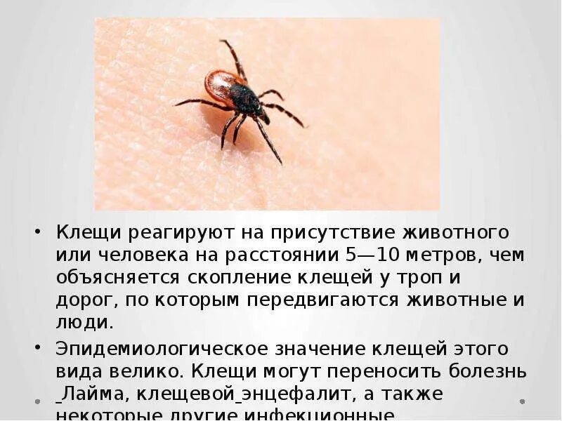 Клещи какой тип. Таежный клещ характеристика. описание клеща биология 7 класс. доклад на тему клещи 7 класс по биологии. таежный клещ 2 класс окружающий мир.