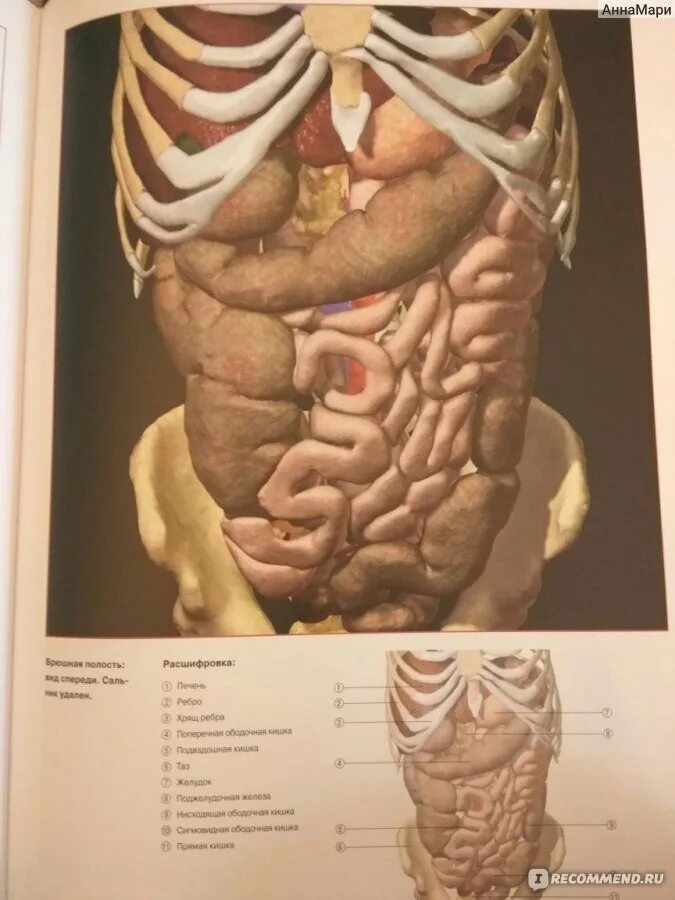 Расположение внутренних органов человека в брюшной. Атлас анатомии человека брюшная полость. Анатомия человека атлас внутренних органов. Расположение органов у человека. Расположение органов брюшной.