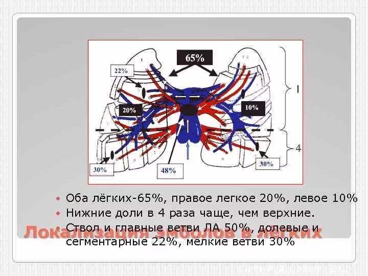 Сегментарные ветви легочной артерии. Сегментарные ветви правой легочной артерии. Долевые и сегментарные ветви легочной артерии. Субсегментарные ветви легочной артерии. Сколько легочных артерий