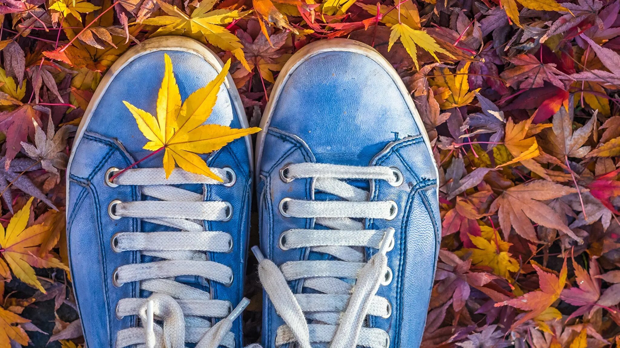 Осень делала дали нежно голубыми огэ. Кеды на осень. Кроссовки в осенних листьях. Кеды осенью. Кроссовки на осень.