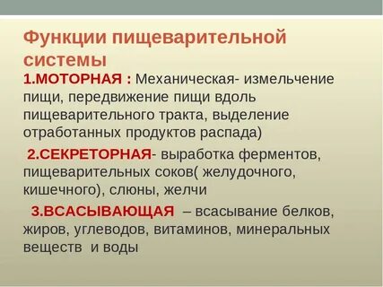 Пищеварительные функции