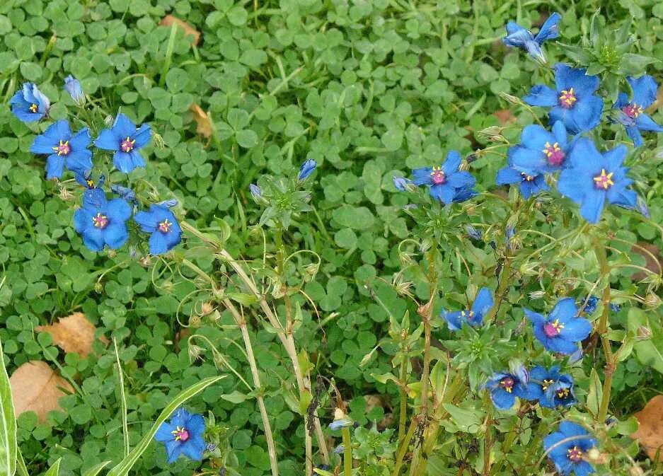 Анагаллис фото. Анагалис синеглазка. Анагаллис полевой. Анагаллис крупноцветковый. Анагаллис фото.