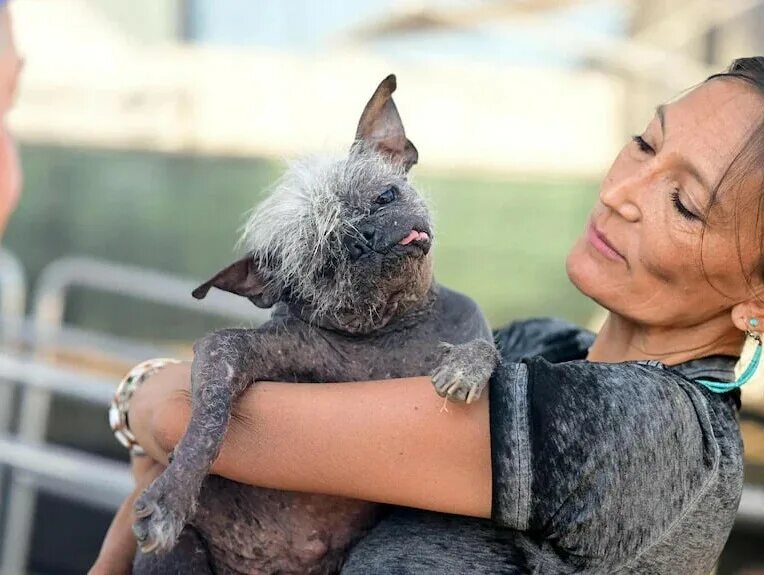 Ugly Dogs 2025: Here are the 10 most adorably ugly dog breeds