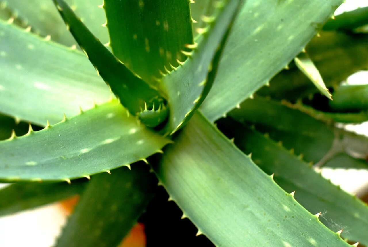 8 aloes. Aloe arborescens. Алоэ столетник бабушкин. Алоэ столетник бабушкин. Алоэ древовидное (столетник) сок.