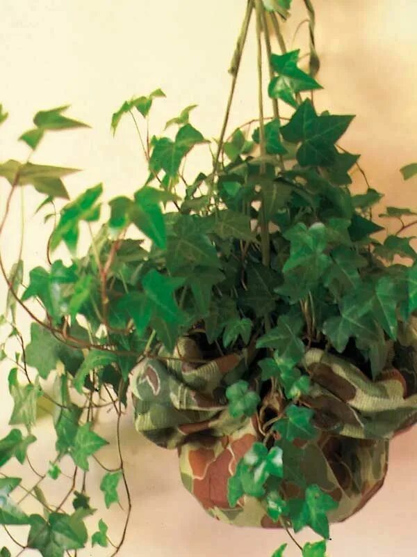 Плющ — ivy (hedera. Плющ хедера хеликс. Хедера минт колибри. Хедера хеликс. Домашний плющ как ухаживать.