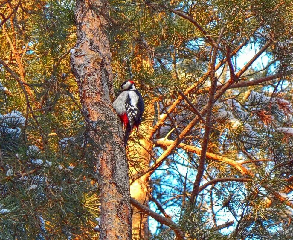пение птиц на природе. голоса лесных птиц. соловей птица. соловьи краснодарский край. голоса птиц.