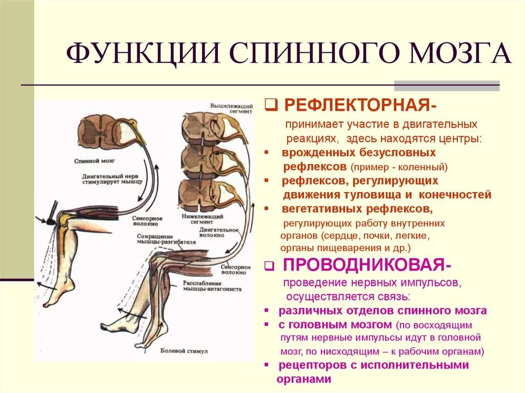 Функциональные рефлексы. Строения и функции спинного мозга спинной канал. Строение и функции спинномозгового мозга. Рефлекторная функция спинного мозга кратко. Строение и функции спинного мозга кратко.