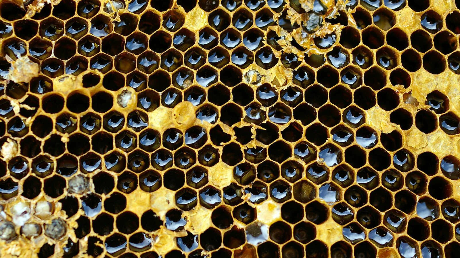 Трипофобия пчелиные соты. Трипофобия соты медовые. Шестиугольник в природе. Шестигранник в природе.