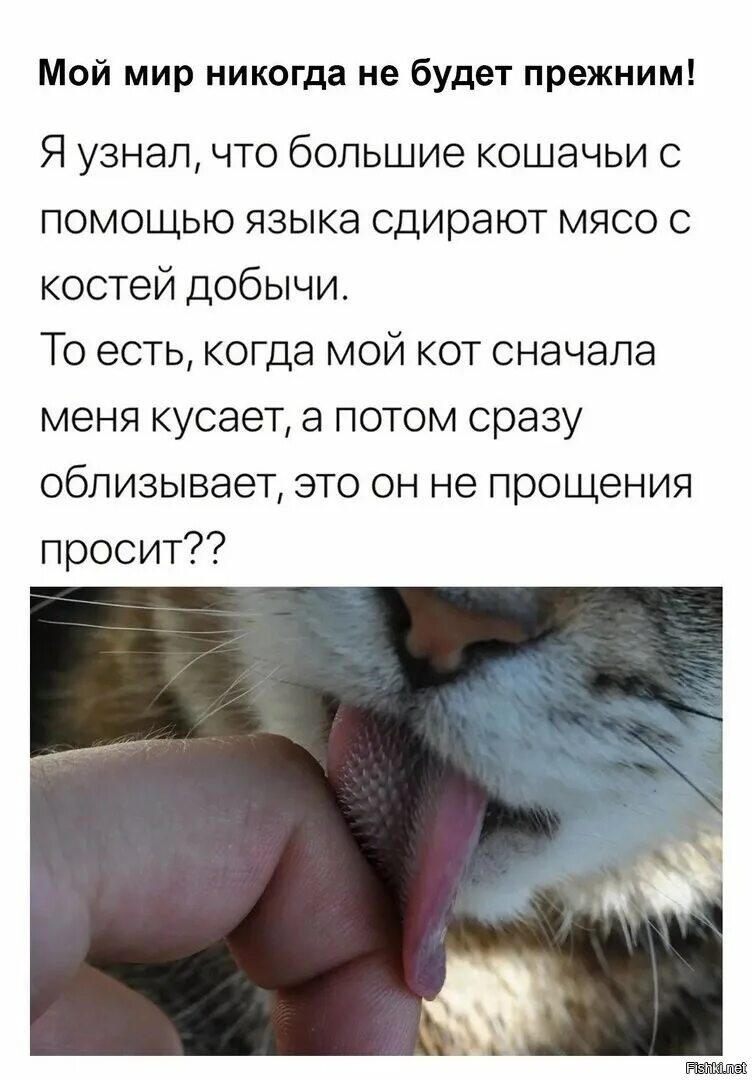 Почему кот кусает без причины. Что означает если кот тебя облизывается. кот с прикусанным языком. кот кусает. язык кошки крупным планом.
