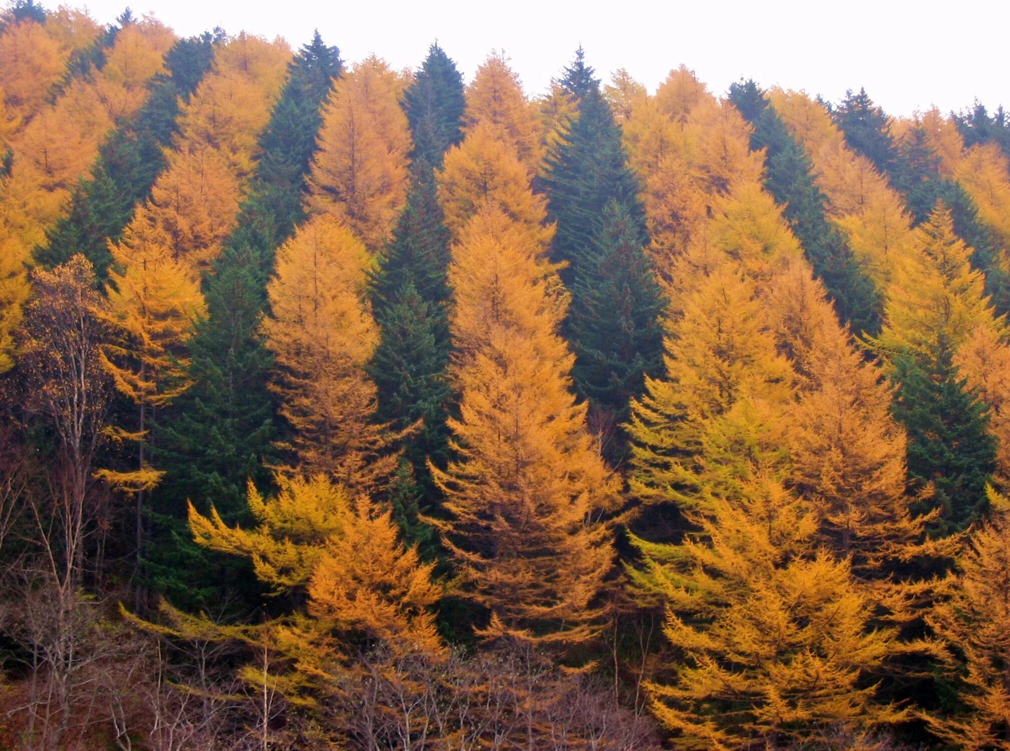 Клен хвойное дерево. Клен хвойное дерево. Дуб канадский краснолистный. Что есть осенью. Дуб красный quercus rubra.