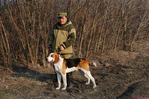 Щенки эстонской гончей краснодарский край