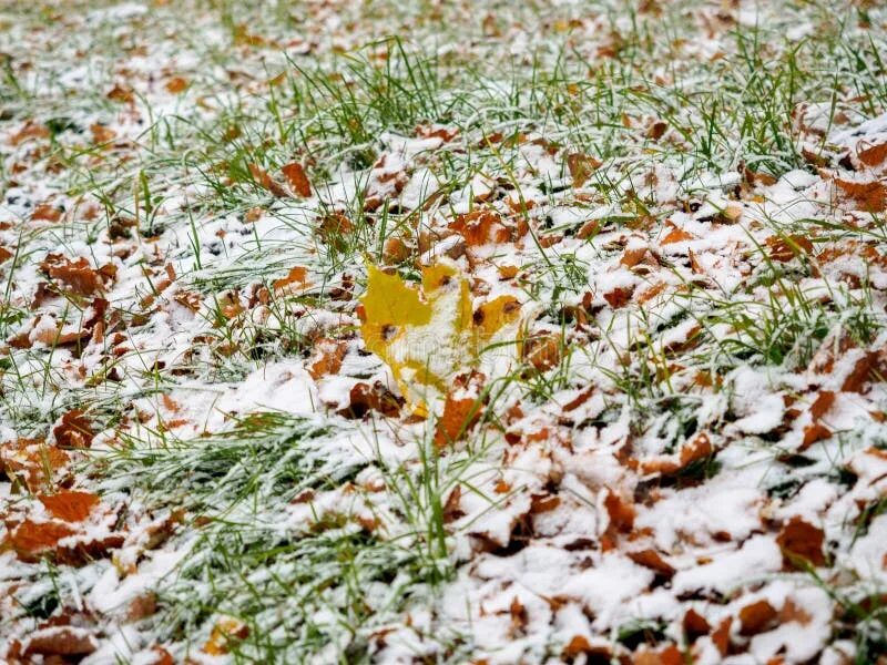 Первый снег на траве. Зелёные травы с перввм снегом. Выпал снег опали листья. Осень мокрый снег плед.