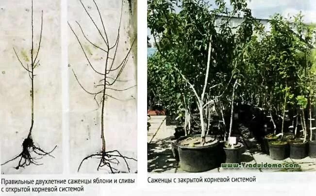 Как должен выглядеть саженец ВЕСЕННЯЯ ПОСАДКА ПЛОДОВЫХ ДЕРЕВЬЕВ: ПРАВИЛА И ОСОБЕННОСТИ. КАК ВЫБРАТЬ ЗДОРОВЫЙ
