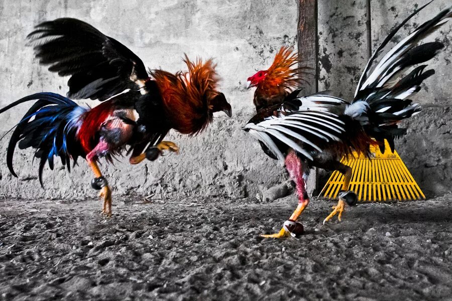 Cock fight