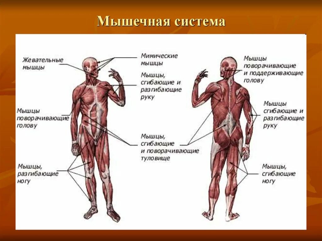 Мышечная система какие органы входят. Мышечная система схема строения. Мышечная система человека анатомия с названием. Мышцы тела человека 8 класс биология. Мышечная система скелетные мышцы строение функции.