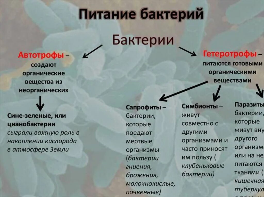 Способы питания бактерий 5 класс. Способы питания бактерий 5 класс биология. Питание бактерий автотрофы и гетеротрофы. Таблица типы питания биология 10 класс.