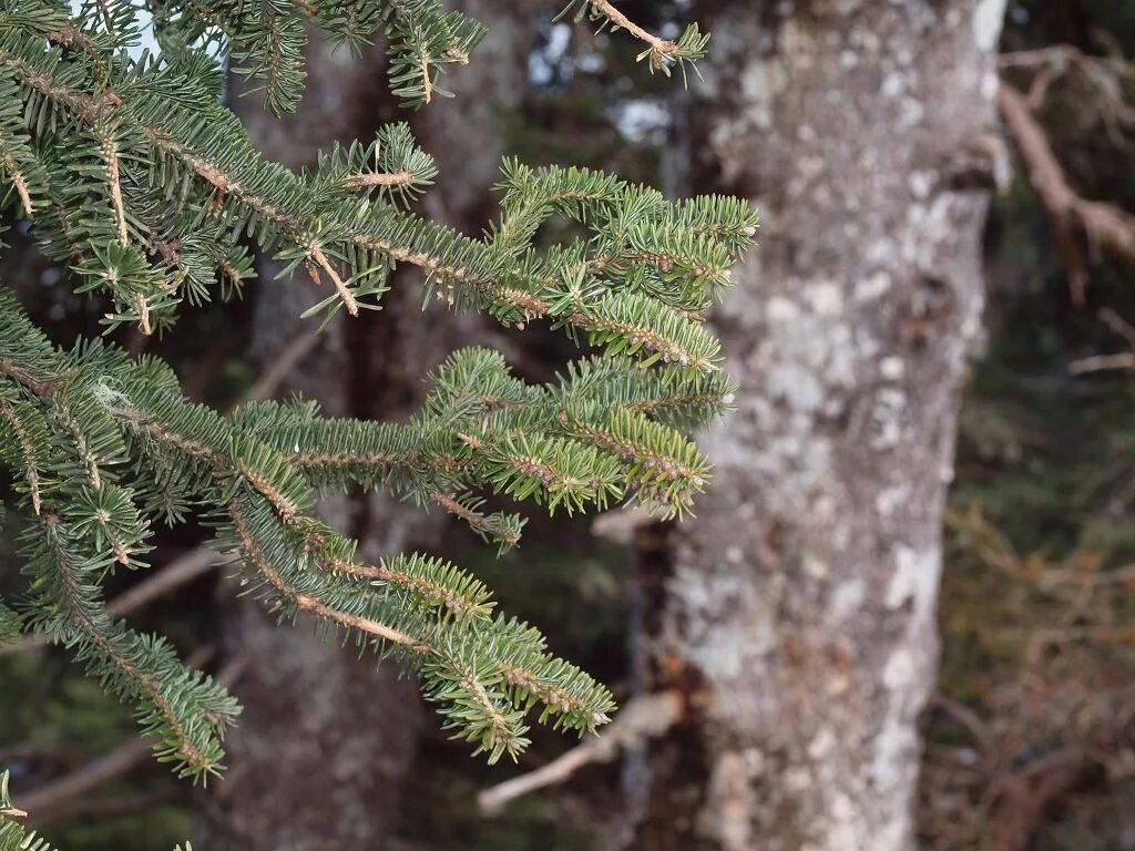 Где находится хвойный. Пихта Грузии. Пихта белая Кутепово. Abies nordmanniana robusta. Пихта обыкновенная хвоя.