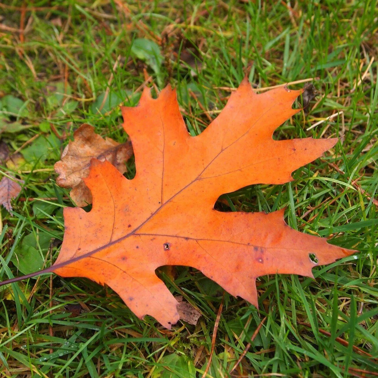 Листья кленов похожие на лапы резко. Осенние листья. Дуб красный листья. Кленовый лист. Лист дуба.