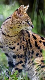 Кошачий хищник 5