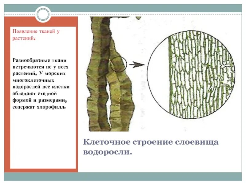 У каких растений появились ткани. Строение слоевища водорослей. Строение клетки таллома водорослей. Строение слоевища бурых водорослей. Клеточное строение слоевища водоросли.