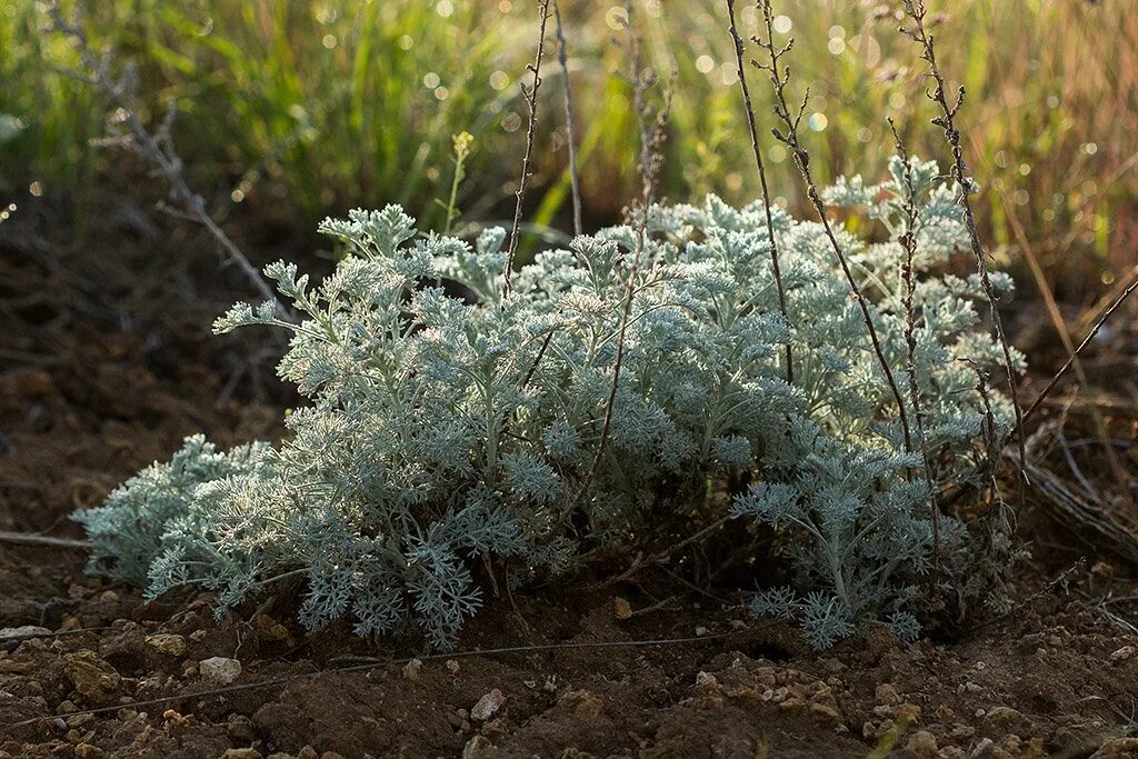 Полынь горькая (artemisia absinthium). Полынь обыкновенная чернобыльник. Полынь горькая (artemisia absinthium). Жусан полынь. Полынь absinthium.