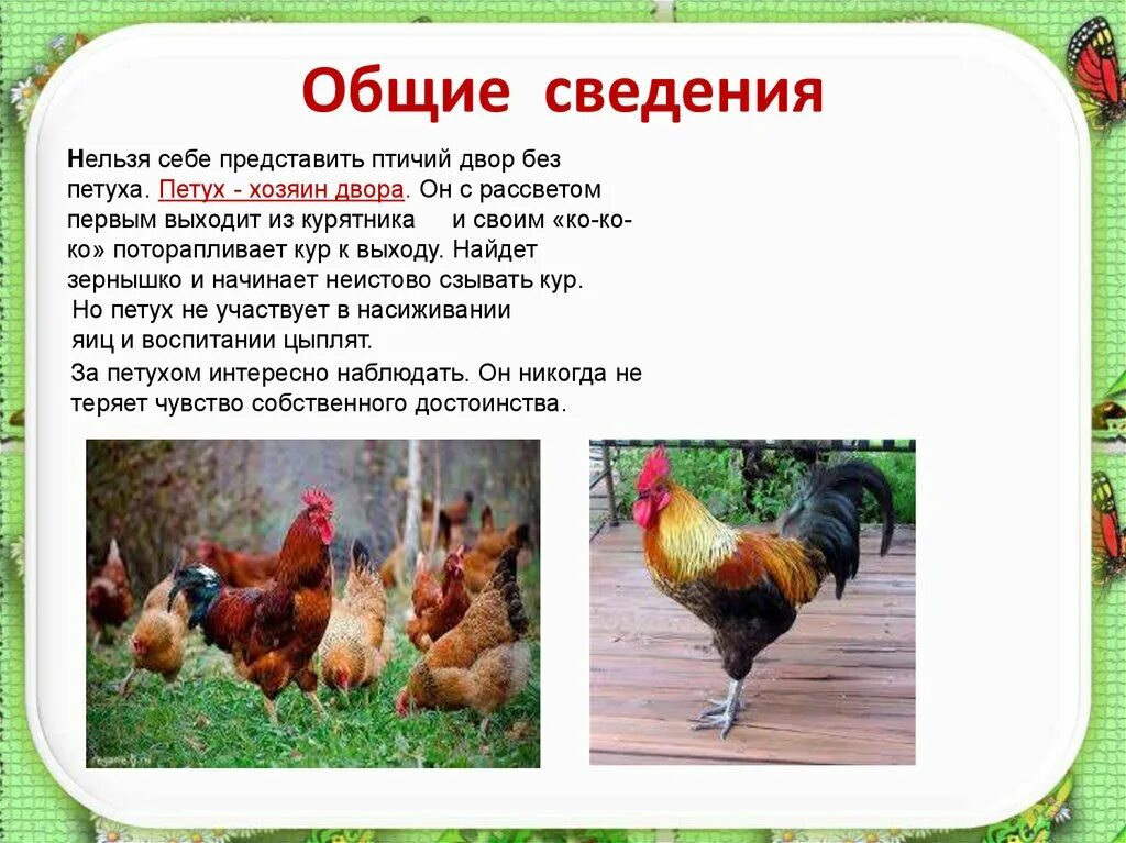 Рассказы петуха. Описание петуха. сообщение птичий двор.